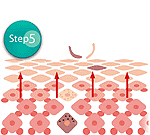 横浜のエステサロンで美肌作りstep5